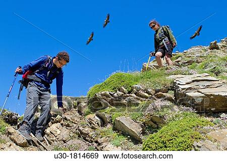 Vultures flying over hikers walking in Roncal valley Larra-Belagua massif Pirineos Navarra Spain View Large Photo Image Stock Photo - Vultures flying over hikers walking in Roncal valley Larra-Belagua massif Pirineos Navarra Spain. Fotosearch