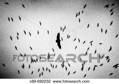 Vultures, La Pedriza. Madrid province, Spain View Large Photo Image Stock Image - Vultures, La Pedriza. Madrid province, Spain. Fotosearch