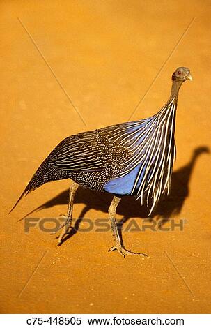 Vulturine Guineafowl (Acryllium vulturinum), Samburu National Park, Kenya. View Large Photo Image Stock Photography - Vulturine Guineafowl (Acryllium vulturinum), Samburu National Park, Kenya.. Fotosearch