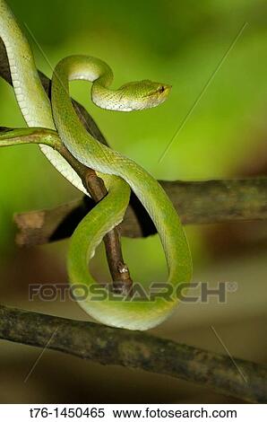 Wagler's pit viper in Bako National Park in Sarawak, Borneo, Malaysia View Large Photo Image Stock Photography - Wagler's pit viper in Bako National Park in Sarawak, Borneo, Malaysia. Fotosearch