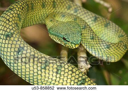 Stock Image - Wagler's Pit Viper, Tropidolaemus wagleri, Bako, Sarawak, Borneo, Malaysia. Fotosearch