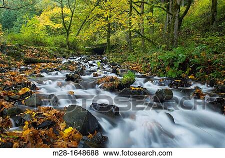 Wahkeena Creek in Fall, Columbia River Gorge National Scenic Area Oregon View Large Photo Image Stock Photo - Wahkeena Creek in Fall, Columbia River Gorge National Scenic Area Oregon. Fotosearch