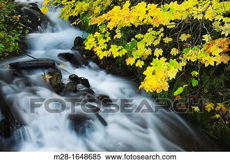 Wahkeena Creek in Fall, Columbia River Gorge National Scenic Area Oregon View Large Photo Image Stock Photography - Wahkeena Creek in Fall, Columbia River Gorge National Scenic Area Oregon. Fotosearch