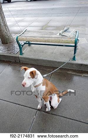 waiting dog. View Large Photo Image Stock Image - waiting dog.. Fotosearch