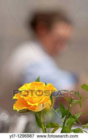 Waitress serving at Munich restaurant with yellow flower in foreground, Germany. View Large Photo Image Stock Photo - Waitress serving at Munich restaurant with yellow flower in foreground, Germany.. Fotosearch