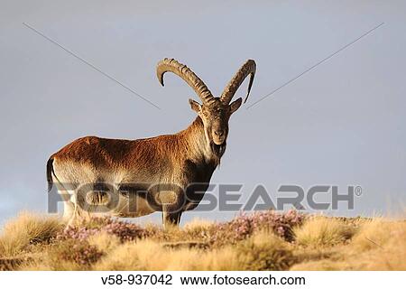 Stock Image - Walia ibex. Simien Mountains National Park. Ethiopia.. Fotosearch