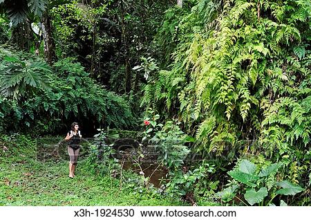walk in the forest, Colon Island, Bocas del Toro Archipelago, Republic of Panama, Central America View Large Photo Image Stock Image - walk in the forest, Colon Island, Bocas del Toro Archipelago, Republic of Panama, Central America. Fotosearch
