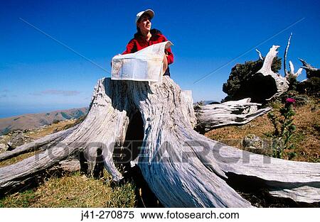 Stock Photography - Walker pausing on an old tree stump. Akaroa. Banks Peninsula walkaway. Canterbury. New Zealand. Fotosearch