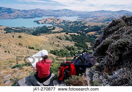 Walker surveying Akaroa harbour from Stony Bay peak. Banks Peninsula walkaway. Canterbury. New Zealand View Large Photo Image Stock Photo - Walker surveying Akaroa harbour from Stony Bay peak. Banks Peninsula walkaway. Canterbury. New Zealand. Fotosearch