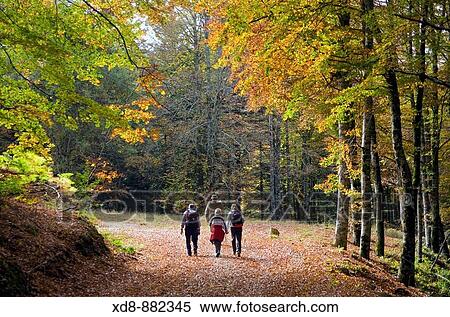 walkers and beechwood. Irati Natural Reserve, West Pyrenees county, Navarre, Spain, Europe View Large Photo Image Stock Photography - walkers and beechwood. Irati Natural Reserve, West Pyrenees county, Navarre, Spain, Europe. Fotosearch