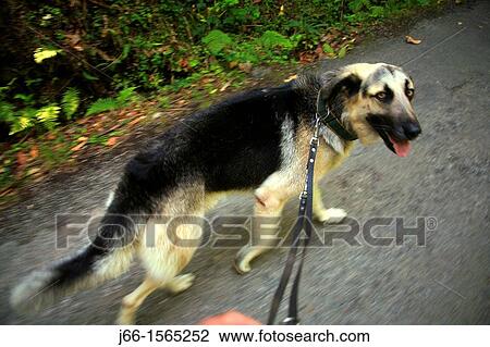 Stock Image - Walking a dog on a leash. Fotosearch