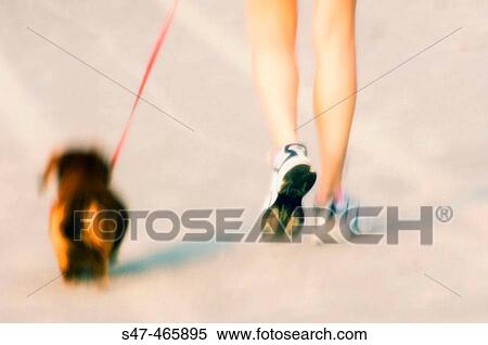 Walking a dog on an ocean beach. July 2005, Virginia Beach, Virginia. USA. View Large Photo Image Stock Photography - Walking a dog on an ocean beach. July 2005, Virginia Beach, Virginia. USA.. Fotosearch
