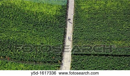 walking couples in Lavaux Vineyards, Lake Geneva Region, Swiss Riviera, Vaud, Switzerland View Large Photo Image Stock Photograph - walking couples in Lavaux Vineyards, Lake Geneva Region, Swiss Riviera, Vaud, Switzerland. Fotosearch