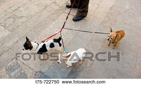 Stock Image - Walking dogs. Fotosearch