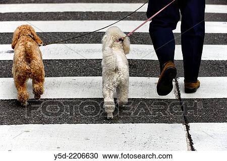 Walking dogs, Tokyo, Japan. View Large Photo Image Stock Image - Walking dogs, Tokyo, Japan.. Fotosearch