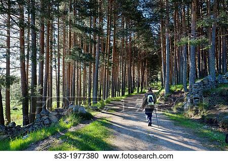 Walking on the Hoyocasero pinewood. Avila. Castilla Leon. Spain. View Large Photo Image Stock Image - Walking on the Hoyocasero pinewood. Avila. Castilla Leon. Spain.. Fotosearch