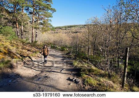 Walking on the Hoyocasero pinewood. Avila. Castilla Leon. Spain. View Large Photo Image Stock Image - Walking on the Hoyocasero pinewood. Avila. Castilla Leon. Spain.. Fotosearch