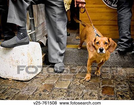 Stock Photo - Walking the dog, Paris, France. Fotosearch