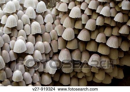 Wall of mushrooms Photographed in the mountains of Costa Rica View Large Photo Image Picture - Wall of mushrooms Photographed in the mountains of Costa Rica. Fotosearch