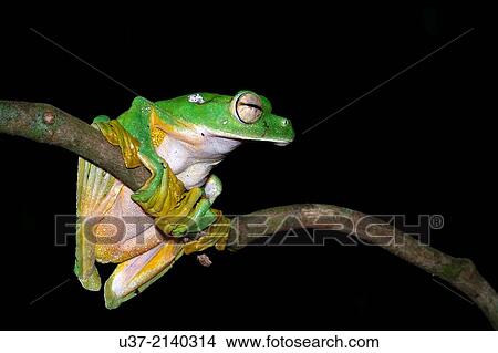 Wallace's flying frog Rhacophorous nigropalmus. Image taken at Kubah National Park, Sarawak, Malaysia. View Large Photo Image Picture - Wallace's flying frog Rhacophorous nigropalmus. Image taken at Kubah National Park, Sarawak, Malaysia.. Fotosearch