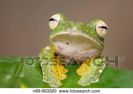 Wallace`s Flying Frog Rhacophorus nigripalmatus Danum Valley rainforest Sabah Borneo Malaysia View Large Photo Image Stock Image - Wallace`s Flying Frog Rhacophorus nigripalmatus Danum Valley rainforest Sabah Borneo Malaysia. Fotosearch