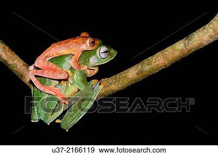 Wallace's flying frogs mating. Rhacophorous nigropalmus. Image taken at Kubah National Park, Sarawak, Malaysia. View Large Photo Image Stock Photo - Wallace's flying frogs mating. Rhacophorous nigropalmus. Image taken at Kubah National Park, Sarawak, Malaysia.. Fotosearch