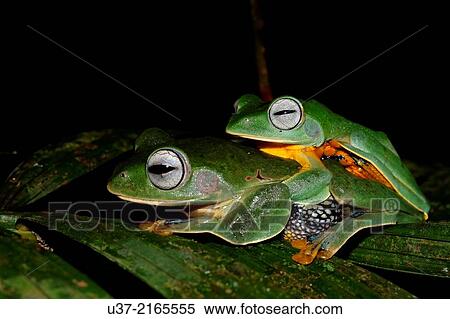 Stock Photography - Wallace's flying frogs mating. Rhacophorous nigropalmus. Image taken at Kubah National Park, Sarawak, Malaysia.. Fotosearch