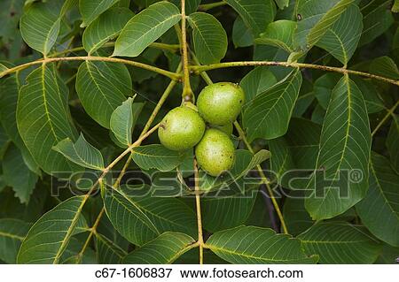 Walnut Juglans regia nuts View Large Photo Image Stock Photo - Walnut Juglans regia nuts. Fotosearch