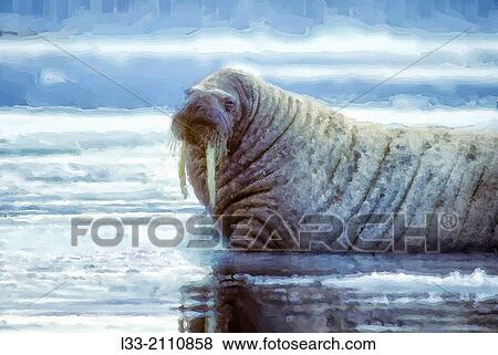 Walrus bull in Canadian High Artic. View Large Photo Image Stock Photo - Walrus bull in Canadian High Artic.. Fotosearch