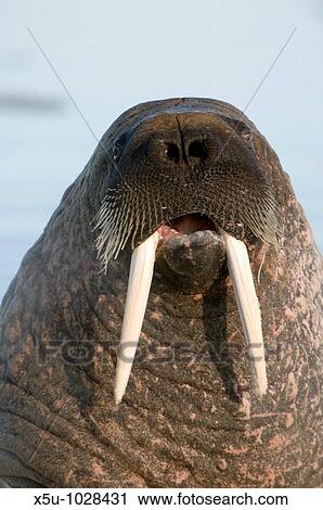 Stock Image - Walrus calling the animal makes a hooting sound which can be heard over long distances. Fotosearch