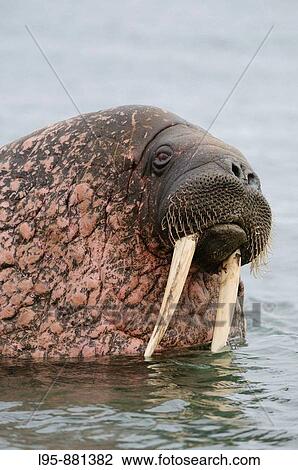 Walrus colony Odobenus rosmarus Poolapynten, Spitsbergen, Svalbard View Large Photo Image Stock Image - Walrus colony Odobenus rosmarus Poolapynten, Spitsbergen, Svalbard. Fotosearch