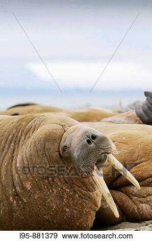 Walrus colony Odobenus rosmarus Poolapynten, Spitsbergen, Svalbard View Large Photo Image Stock Photo - Walrus colony Odobenus rosmarus Poolapynten, Spitsbergen, Svalbard. Fotosearch