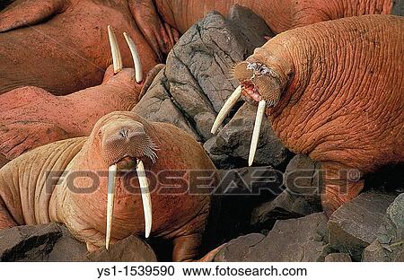 Walrus, odobenus rosmarus, Colony standing on Rocks, Round Island in Alaska View Large Photo Image Stock Image - Walrus, odobenus rosmarus, Colony standing on Rocks, Round Island in Alaska. Fotosearch