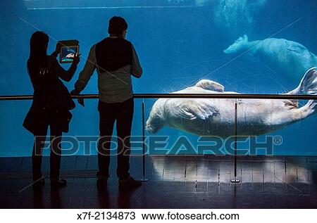 walrus (Odobenus rosmarus) in the arctic house in Oceanografic by F? lix Candela, City of Arts and Sciences by S. Calatrava. Valencia. Spain. View Large Photo Image Stock Image - walrus (Odobenus rosmarus) in the arctic house in Oceanografic by F? lix Candela, City of Arts and Sciences by S. Calatrava. Valencia. Spain.. Fotosearch