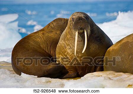 Walrus (Odobenus rosmarus), Svalbard, Norway View Large Photo Image Stock Photo - Walrus (Odobenus rosmarus), Svalbard, Norway. Fotosearch