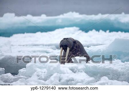 Walrus, Odobenus rosmarus, swimming in Arctic Sea between ice floes, Spitsbergen, Svalbard View Large Photo Image Stock Image - Walrus, Odobenus rosmarus, swimming in Arctic Sea between ice floes, Spitsbergen, Svalbard. Fotosearch