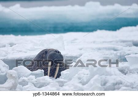 Walrus, Odobenus rosmarus, swimming between ice floes in Arctic Sea, Spitsbergen, Svalbard View Large Photo Image Picture - Walrus, Odobenus rosmarus, swimming between ice floes in Arctic Sea, Spitsbergen, Svalbard. Fotosearch