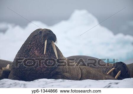 Walruses, Odobenus rosmarus, lying on ice floe, Spitsbergen, Svalbard View Large Photo Image Stock Photograph - Walruses, Odobenus rosmarus, lying on ice floe, Spitsbergen, Svalbard. Fotosearch