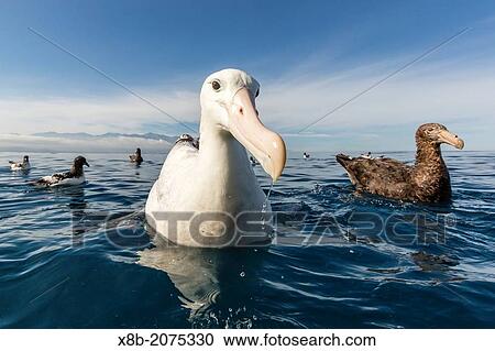Wandering albatross, Diomedea exulans, in calm seas off Kaikoura, South Island, New Zealand. View Large Photo Image Stock Image - Wandering albatross, Diomedea exulans, in calm seas off Kaikoura, South Island, New Zealand.. Fotosearch