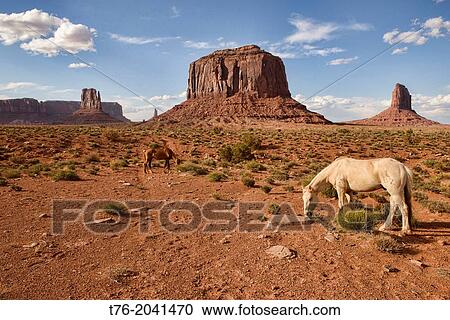 wandering horse at Monument Valley, Arizona-Utah border. View Large Photo Image Stock Image - wandering horse at Monument Valley, Arizona-Utah border.. Fotosearch