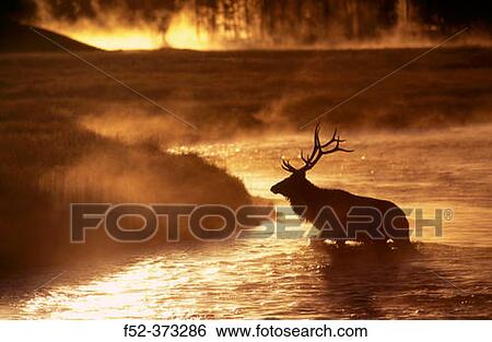 Stock Photograph - Wapiti (Cervus canadensis) at dawn. Fotosearch