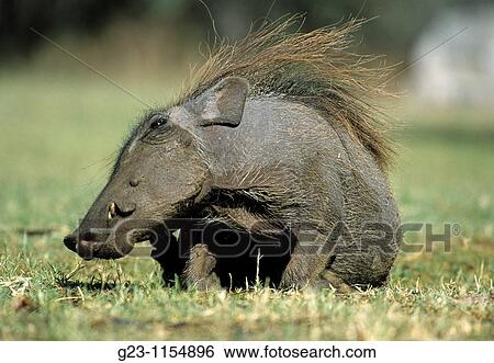 Warthog, lat. Phacochoerus africanus View Large Photo Image Stock Photograph - Warthog, lat. Phacochoerus africanus. Fotosearch