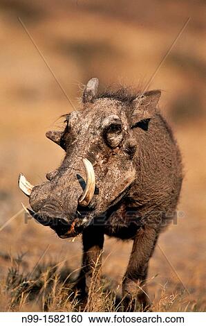 Warthog Phacochoerus aethiopicus, dry grassland, Etosha National Park, Namibia View Large Photo Image Stock Image - Warthog Phacochoerus aethiopicus, dry grassland, Etosha National Park, Namibia. Fotosearch