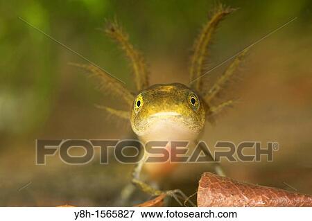 Warty newt, Triturus cristatus, Schleswig-Holstein, Germany View Large Photo Image Stock Photo - Warty newt, Triturus cristatus, Schleswig-Holstein, Germany. Fotosearch