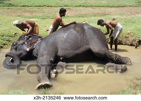washing an elephant in a river, State of Kerala, India, South Asia. View Large Photo Image Stock Photograph - washing an elephant in a river, State of Kerala, India, South Asia.. Fotosearch