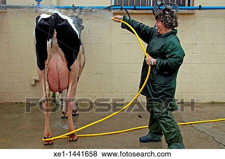 washing cow, Campllong, Girona, Catalonia, Spain View Large Photo Image Stock Photo - washing cow, Campllong, Girona, Catalonia, Spain. Fotosearch