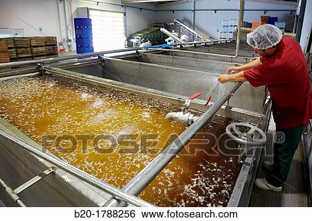 Washing tanks, Production line of canned vegetables and beans, Canning Industry, Agri-food, Logistics Center, Gutarra-Riberebro Group, Villafranca, Navarre, Spain View Large Photo Image Stock Photograph - Washing tanks, Production line of canned vegetables and beans, Canning Industry, Agri-food, Logistics Center, Gutarra-Riberebro Group, Villafranca, Navarre, Spain. Fotosearch