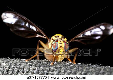 Wasp found at Kampung Skudup, Sarawak, Borneo View Large Photo Image Picture - Wasp found at Kampung Skudup, Sarawak, Borneo. Fotosearch