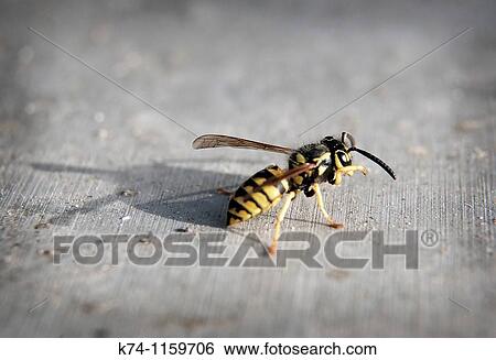Wasp View Large Photo Image Stock Photograph - Wasp. Fotosearch