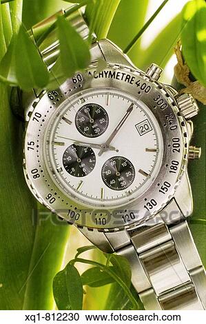 Watch in a foliage background View Large Photo Image Stock Image - Watch in a foliage background. Fotosearch
